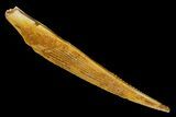 Fossil Shark (Hybodus) Dorsal Spine - Morocco #145365-1